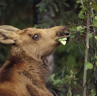 Moose Saliva and Foot Fungus